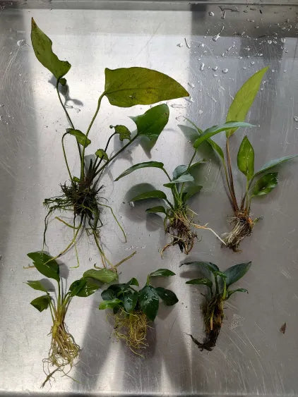 Anubias Pack – 6 Hardy Rhizome Plants (Farmer’s Choice)