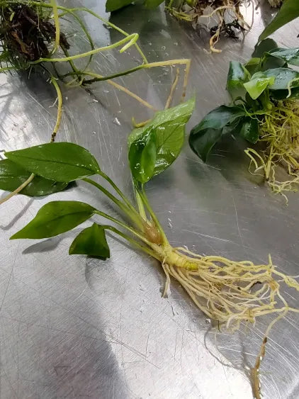 Anubias Pack – 6 Hardy Rhizome Plants (Farmer’s Choice)