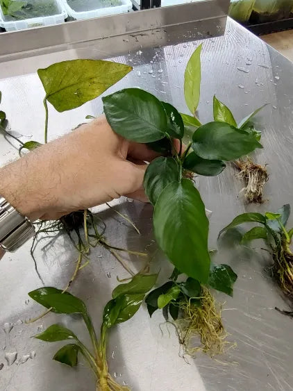 Anubias Pack – 6 Hardy Rhizome Plants (Farmer’s Choice)