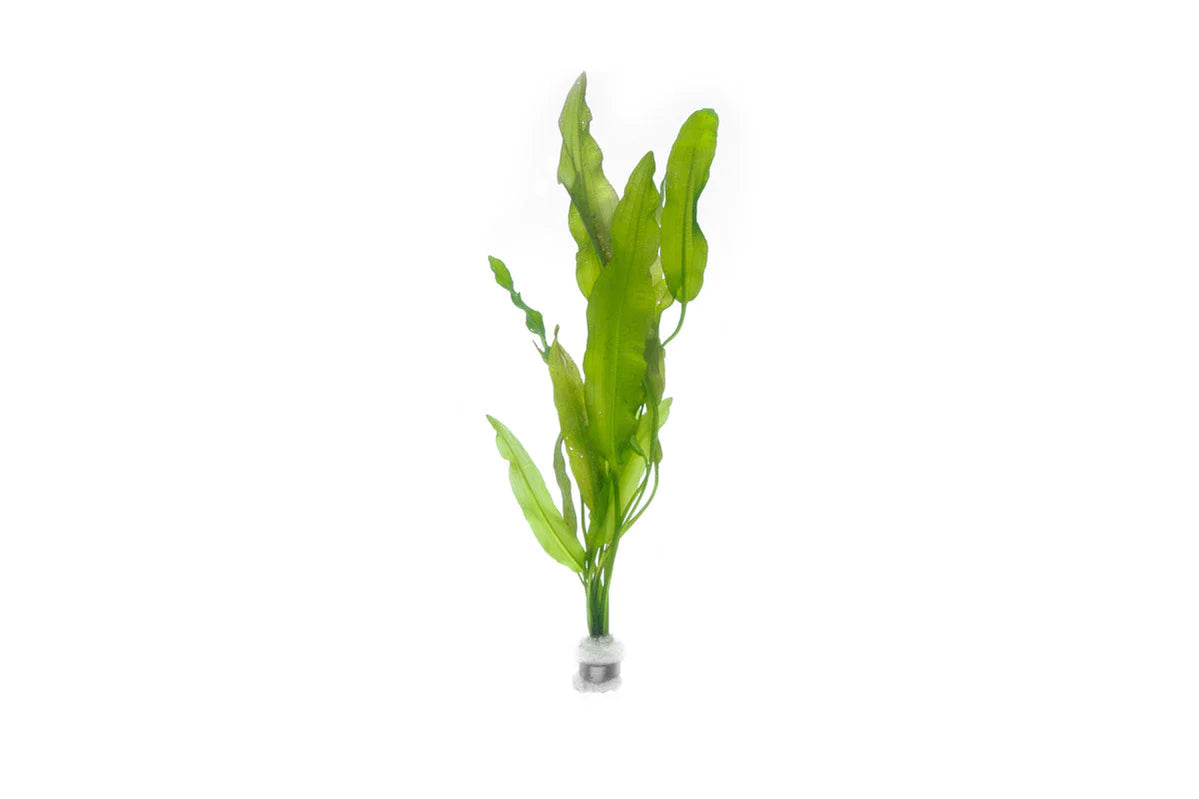 Bulb  aponogeton crispus large  - (Hardy, No CO2 Required, No Fertilizers Required)