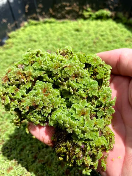 🪷 Azolla Floating Plant – Natural Surface Cover for Balanced Ponds & Tanks