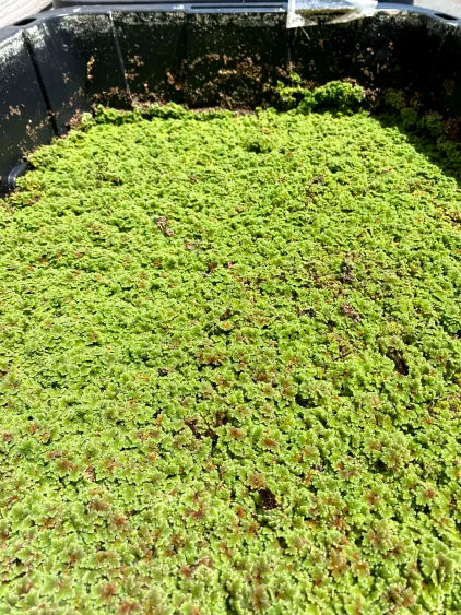 🪷 Azolla Floating Plant – Natural Surface Cover for Balanced Ponds & Tanks