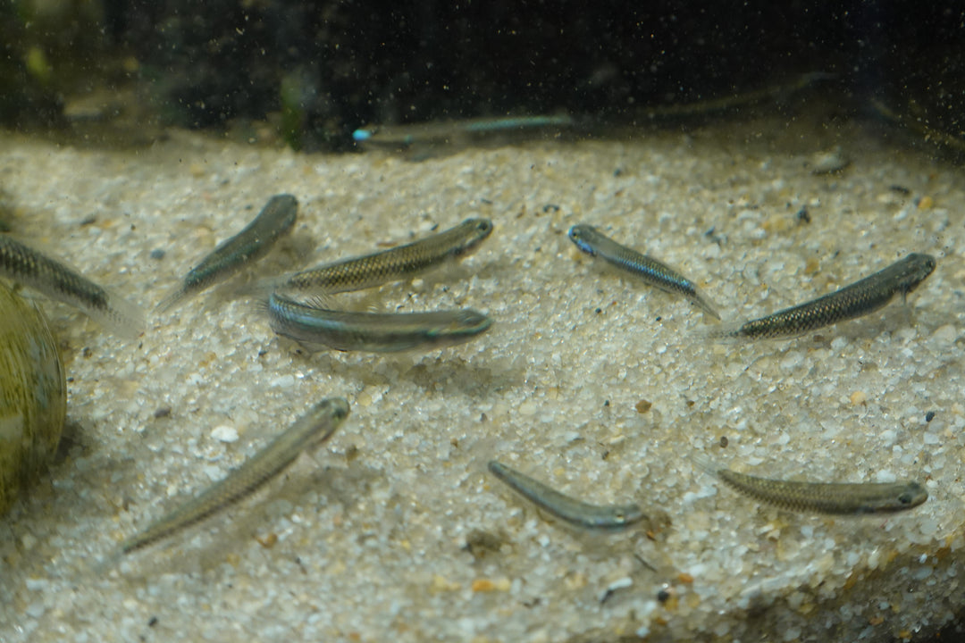 BLUE GOBY  (Stiphodon atropurpureus) group of 3