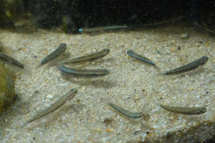 BLUE GOBY  (Stiphodon atropurpureus) group of 3