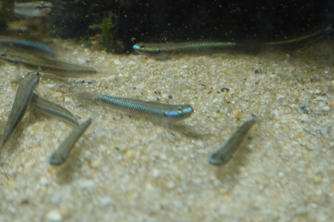 BLUE GOBY  (Stiphodon atropurpureus) group of 3