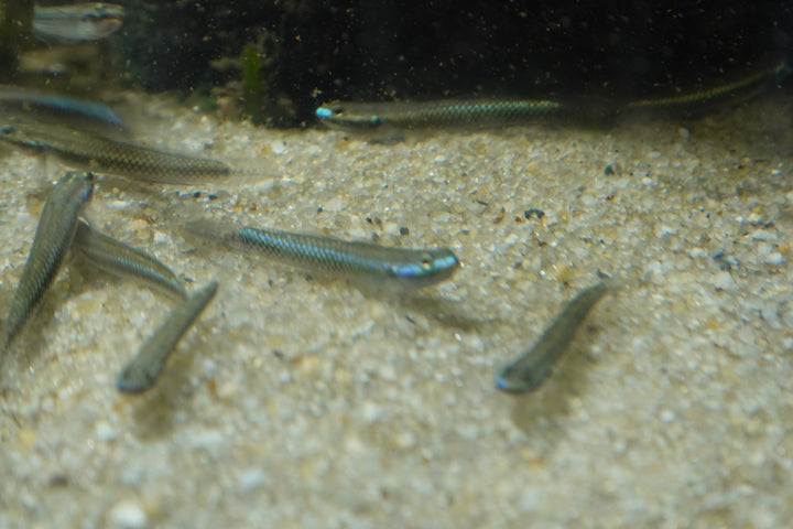 BLUE GOBY  (Stiphodon atropurpureus) group of 3