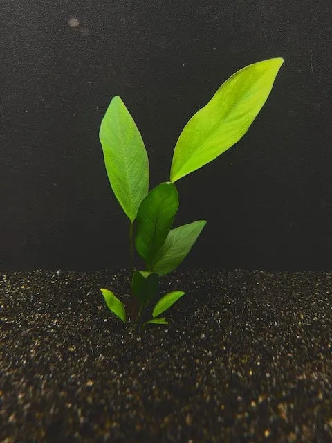 Anubias congensis - (Hardy, No CO2 Required, No Fertilizers Required)