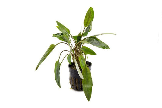 Cryptocoryne beckettii , excellent hard water plant