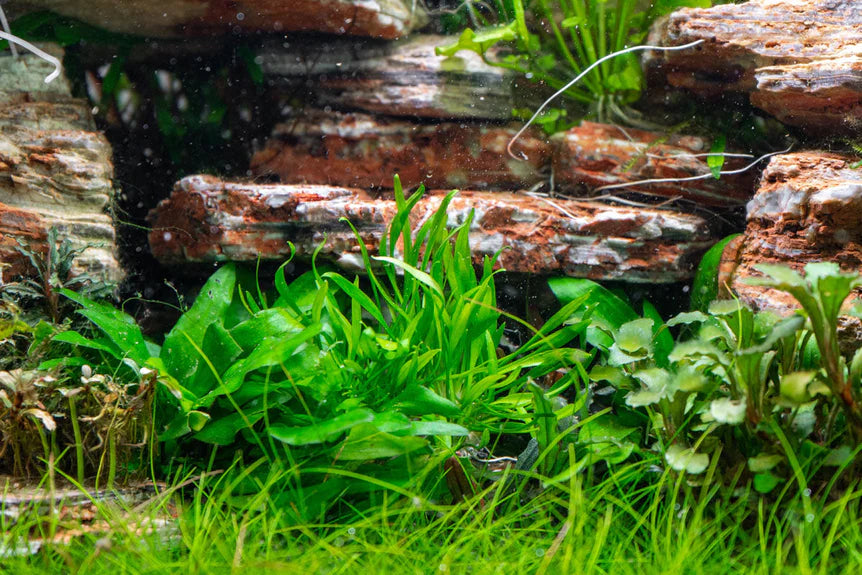 Welcome to Shoal – Father Fish Aquarium