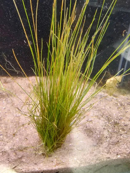 Dwarf Hairgrass planted in small clumps with crown at sand level over soil base