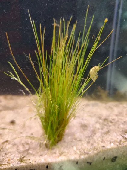 Dwarf Hairgrass Eleocharis parvula forming a lawn-like carpet in a natural aquarium