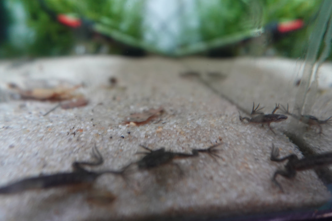 DWARF AFRICAN FROGS set of 3