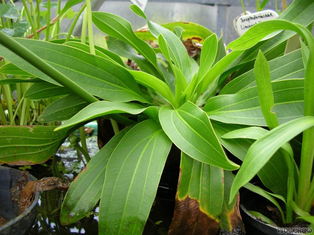 SWORD - Uraguensis mother potted extra large  - (Hardy, No CO2 Required, No Fertilizers Required) (Copy)