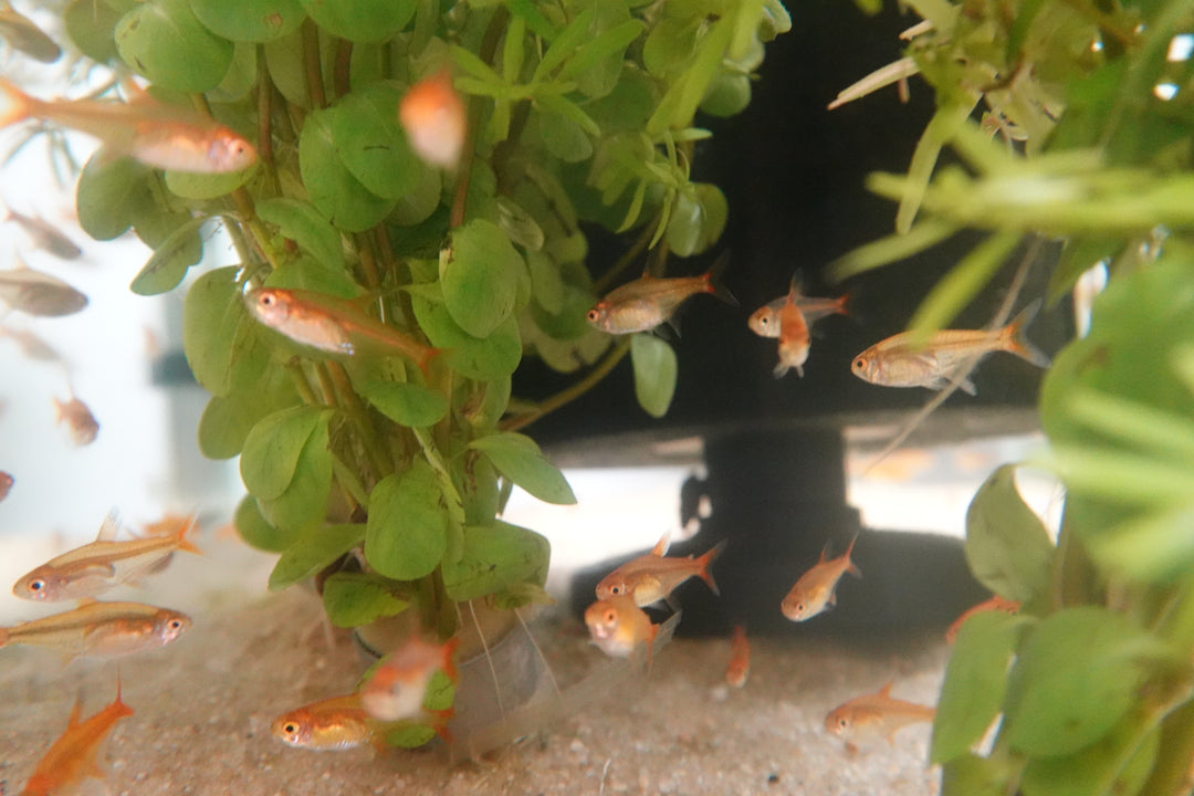 EMBER TETRA (Hyphessobrycon amandae) pack of 5