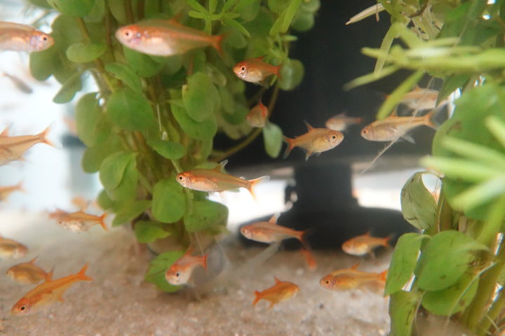 EMBER TETRA (Hyphessobrycon amandae) pack of 5