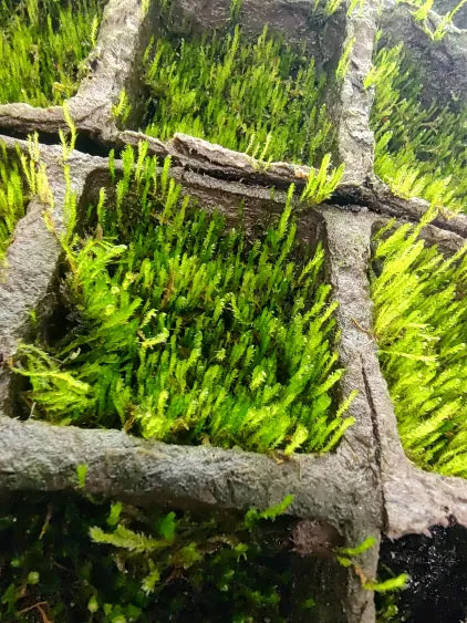 🌿 Flame Moss – Upright Moss with Unique Visual Flair