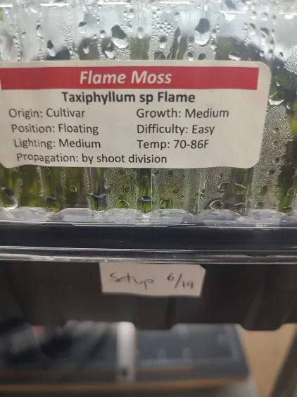 🌿 Flame Moss – Upright Moss with Unique Visual Flair