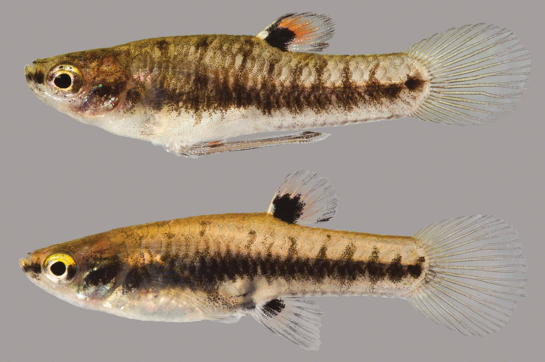LEAST KILLIE PAIR - Heterandria formosa