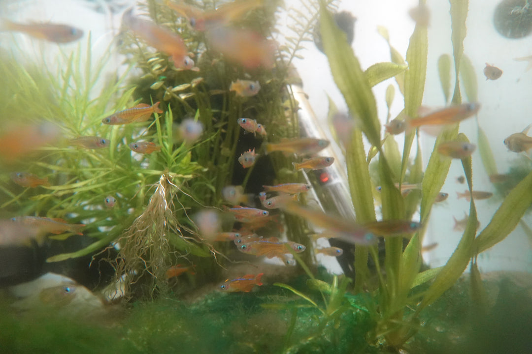 Gardneri Killifish (Fundulopanchax gardneri) SET OF 4