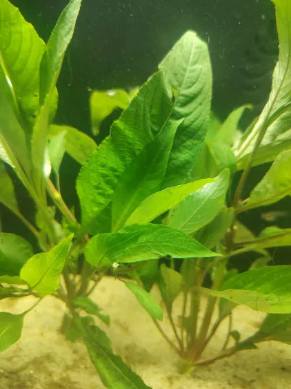🏯 Temple Green – Hardy Hygrophila Corymbosa for Natural Aquariums