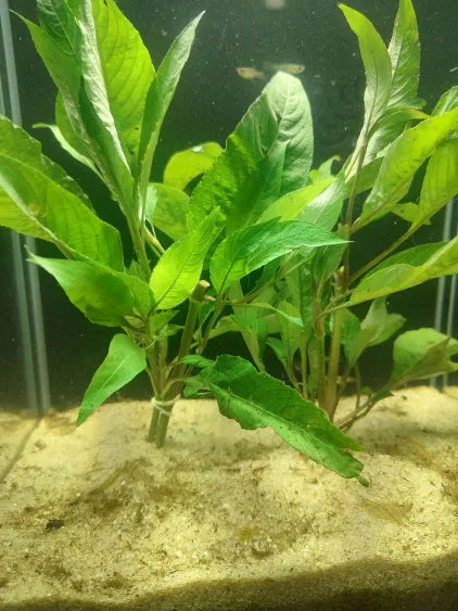 🏯 Temple Green – Hardy Hygrophila Corymbosa for Natural Aquariums