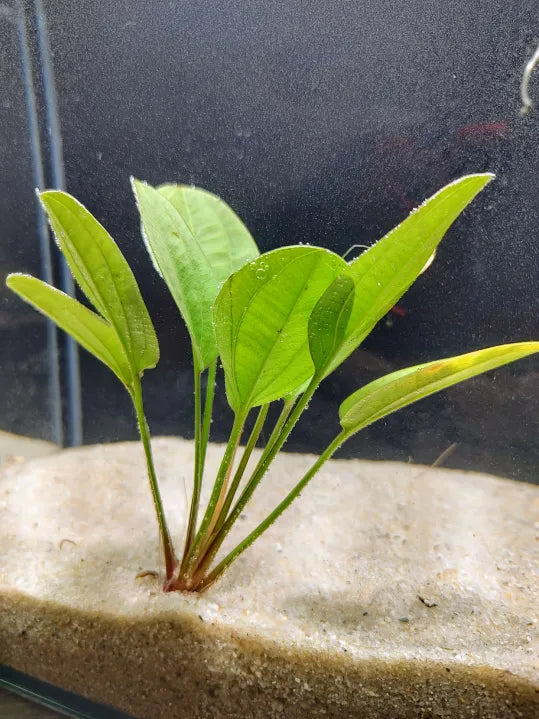 Harbich Sword compact rosette Echinodorus in a natural aquarium