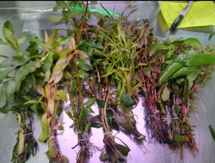 Hardy stem pack with 12 robust live stem plant bunches for natural aquariums