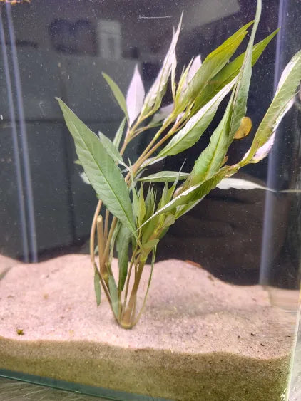 🌿 Hygrophila Blue – Striking Low-Tech Stem Plant for Natural Aquariums