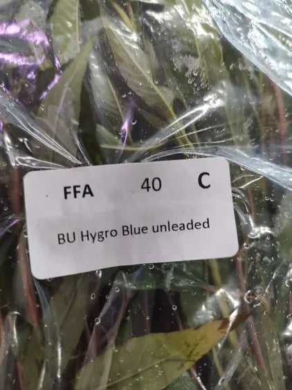 🌿 Hygrophila Blue – Striking Low-Tech Stem Plant for Natural Aquariums