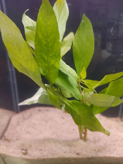 🌿 Hygrophila Willow (angustifolia) – Tall, Flowing Stem Plant for Background Balance