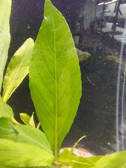 🌿 Hygrophila Willow (angustifolia) – Tall, Flowing Stem Plant for Background Balance