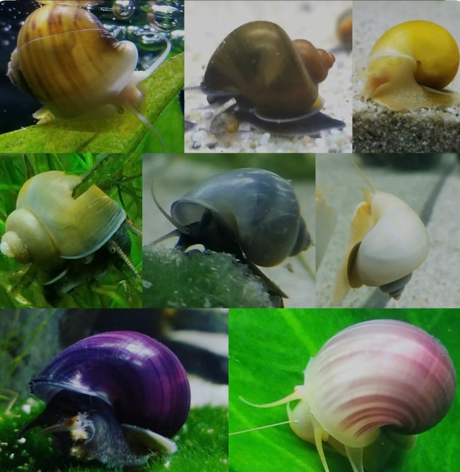 SNAIL Mystery Snail. 4 mix colors