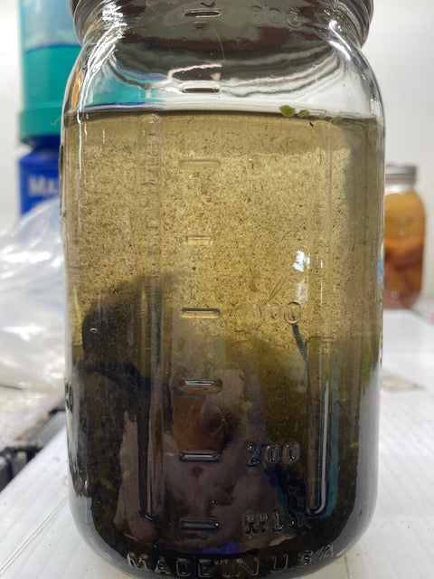 🧫 LIVE MICROFAUNA CULTURE – Dozens of Species – $20 (Glass jar not included)