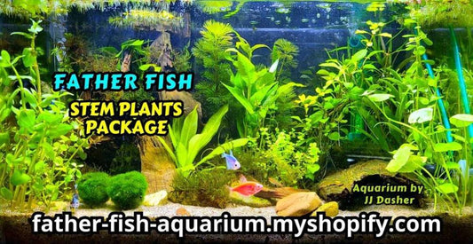 Welcome to Shoal – Father Fish Aquarium