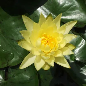 LILY-Paranee- Yellow Hardy Water Lily;