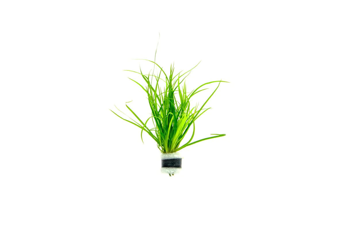Juncus Repens - creeping rush  - (Hardy, No CO2 Required, No Fertilizers Required)