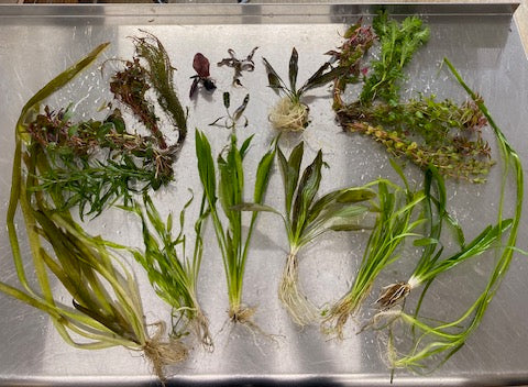 Large aquarium plant pack with 26 hardy live plants for 35–75 gallon tanks
