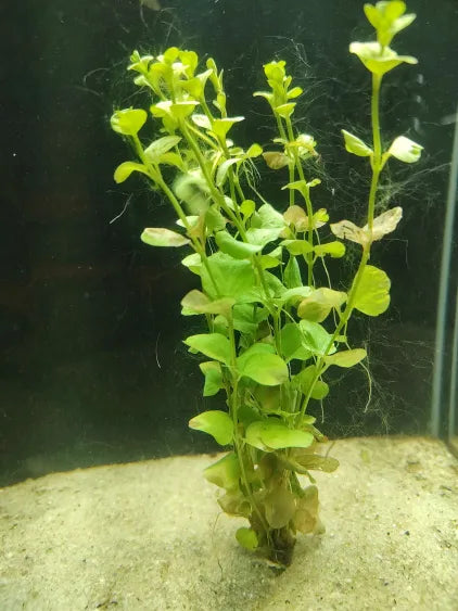🌿 Lloydiella (Green) – Classic Round-Leaf Stem Plant for Natural Aquariums