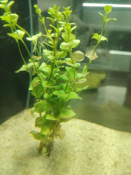 🌿 Lloydiella (Green) – Classic Round-Leaf Stem Plant for Natural Aquariums