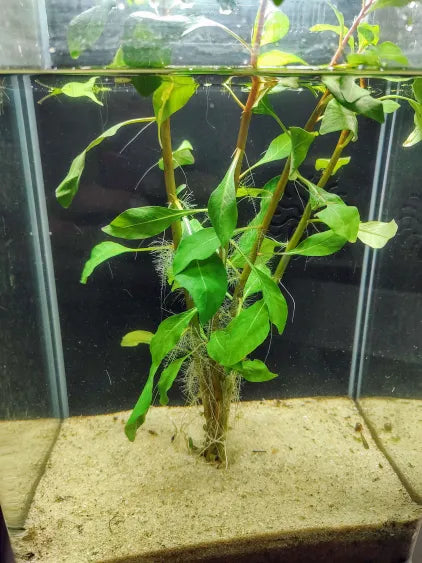 🌿 Ludwigia Cuba – Dense, Leafy Red-Green Stem for Natural Backgrounds