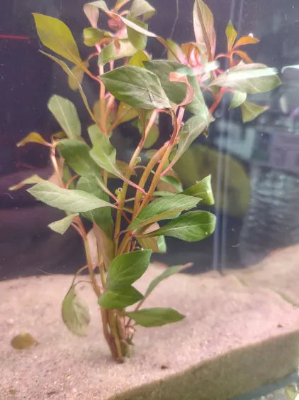 🌿 Ludwigia Dark Red – Bold, Deep-Color Stem for Natural Aquascapes