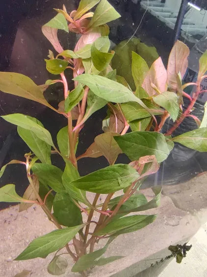🌿 Ludwigia Dark Red – Bold, Deep-Color Stem for Natural Aquascapes
