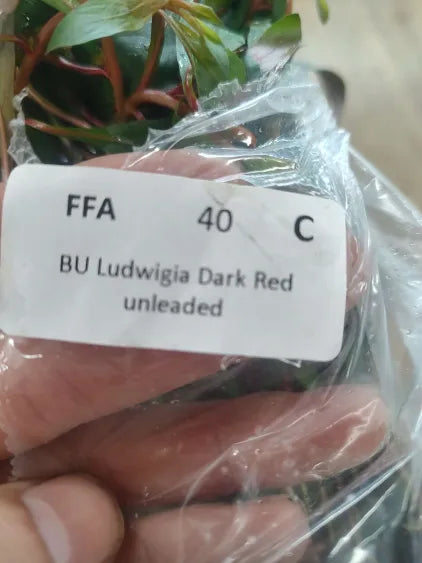 🌿 Ludwigia Dark Red – Bold, Deep-Color Stem for Natural Aquascapes