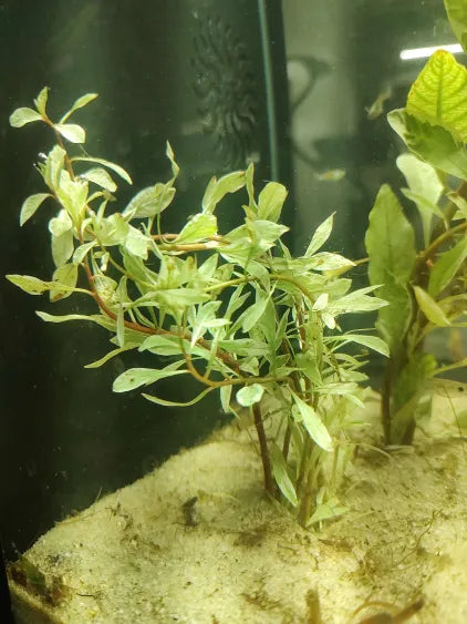 🤍 Ludwigia White – Rare White-Tipped Stem Plant for Natural Aquascapes