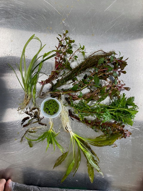Medium aquarium plant pack – balanced easy live plants for 10–29 gallon tanks