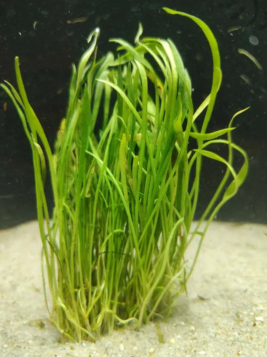 Micro Sword Lilaeopsis brasiliensis foreground carpet in a natural aquarium