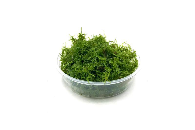 Moss Willow cup  - (Hardy, No CO2 Required, No Fertilizers Required)