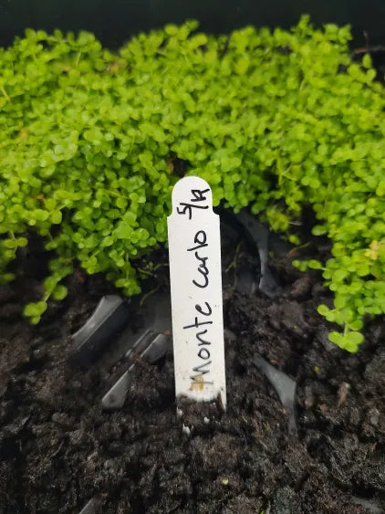 🌿 Monte Carlo (Micranthemum 'Monte Carlo') – Spreading Carpet Plant for Natural Aquascapes