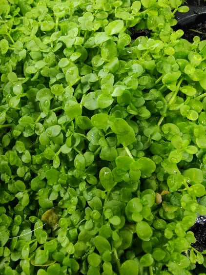 🌿 Monte Carlo (Micranthemum 'Monte Carlo') – Spreading Carpet Plant for Natural Aquascapes