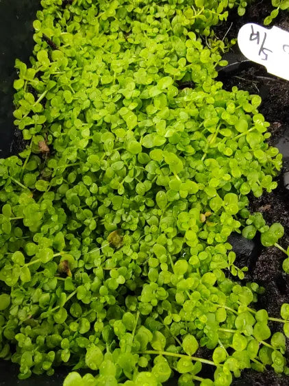 🌿 Monte Carlo (Micranthemum 'Monte Carlo') – Spreading Carpet Plant for Natural Aquascapes